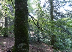 Gestion forestière douce