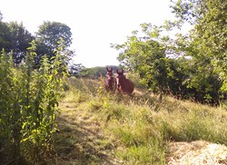 Gestion douce par l'agroforesterie